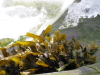 [Seaweed detail]