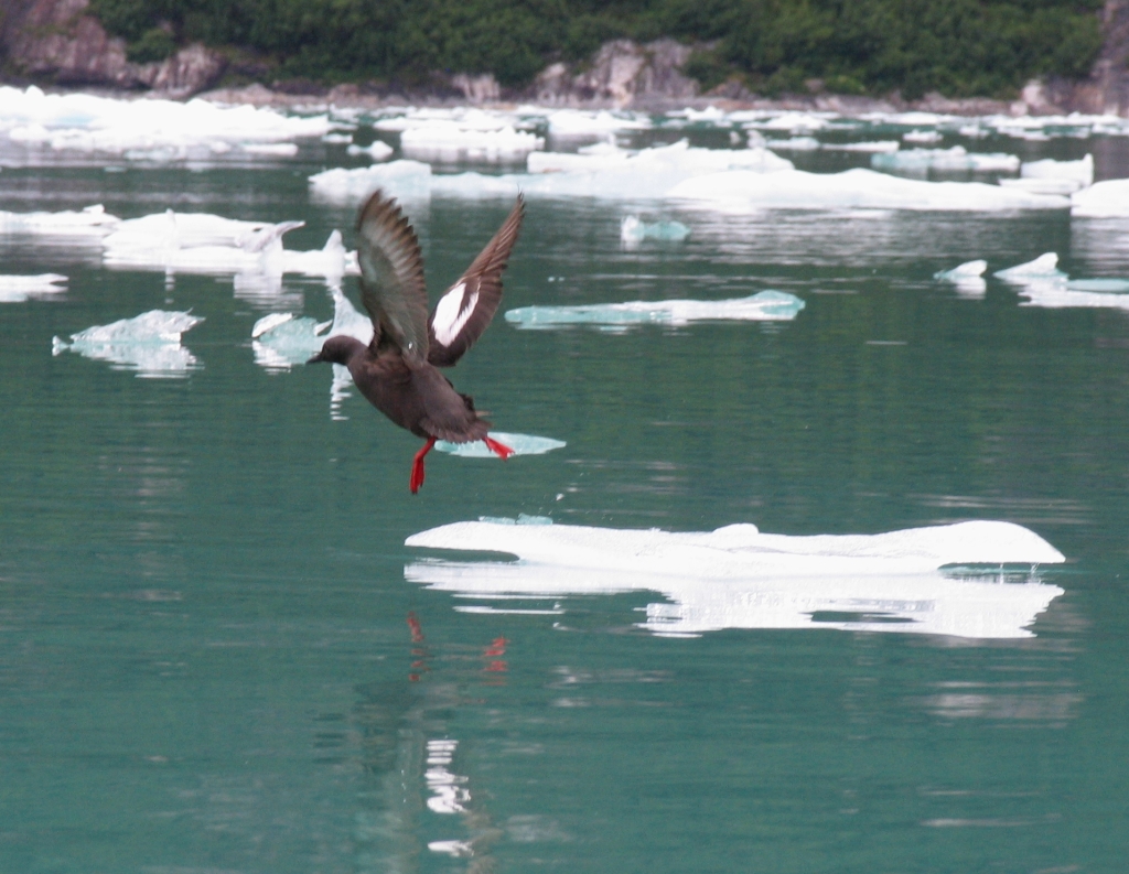 [#42_Pigeon_guillemot_in_flight.jpg]