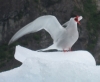[Arctic tern]