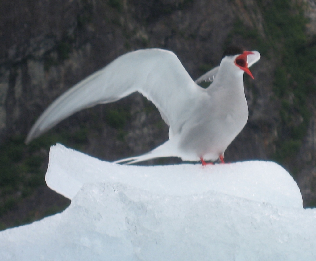 [#43_Arctic_tern.jpg]